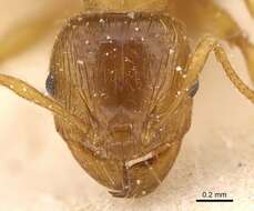 Plancia ëd <i>Pheidole obscurifrons</i>