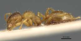 Plancia ëd <i>Pheidole obscurifrons</i>