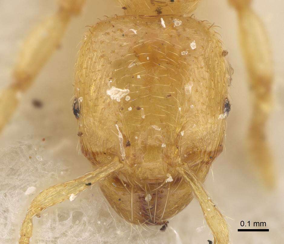 Image of <i>Pheidole longior</i>