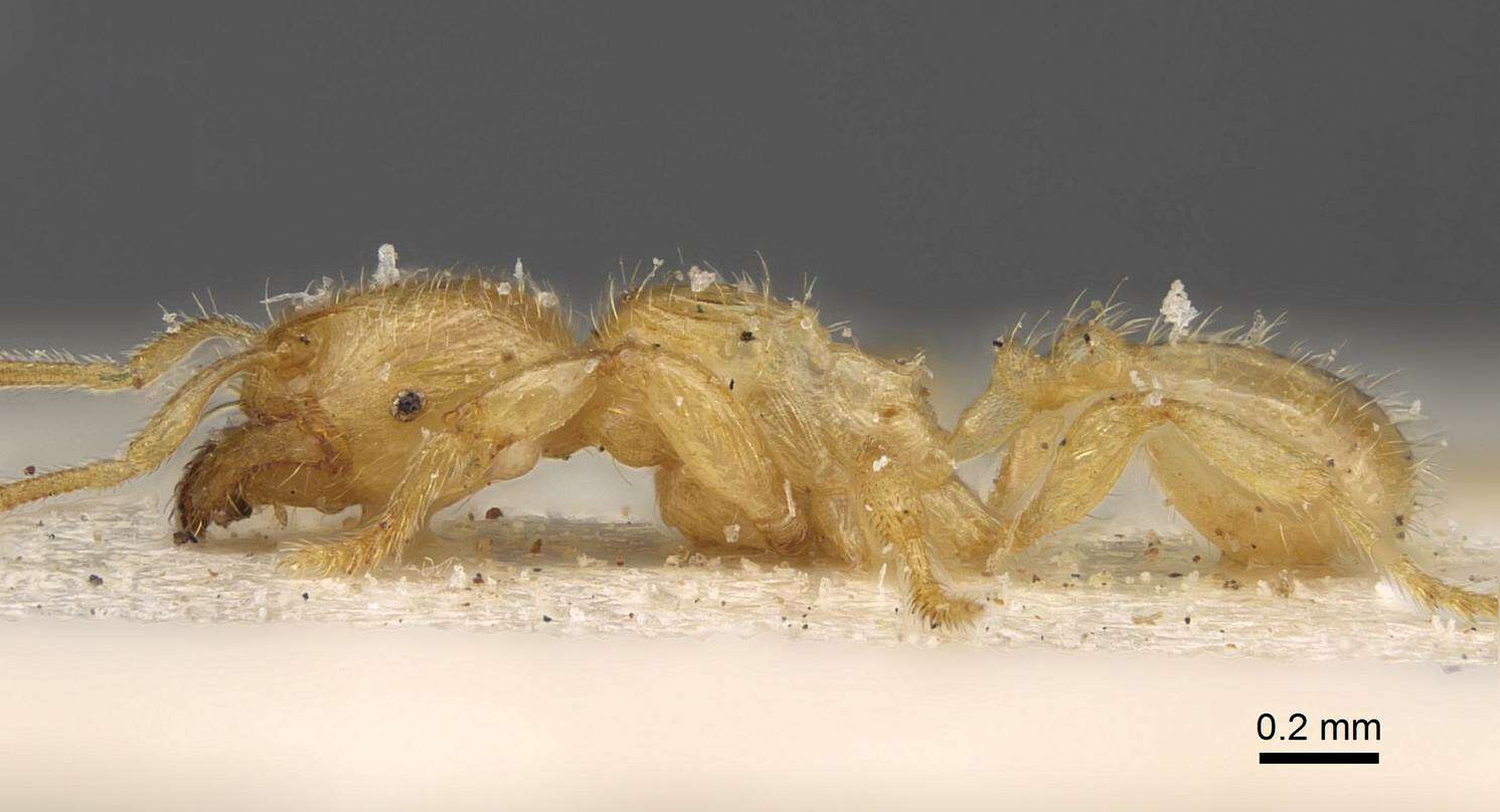 Image of <i>Pheidole longior</i>