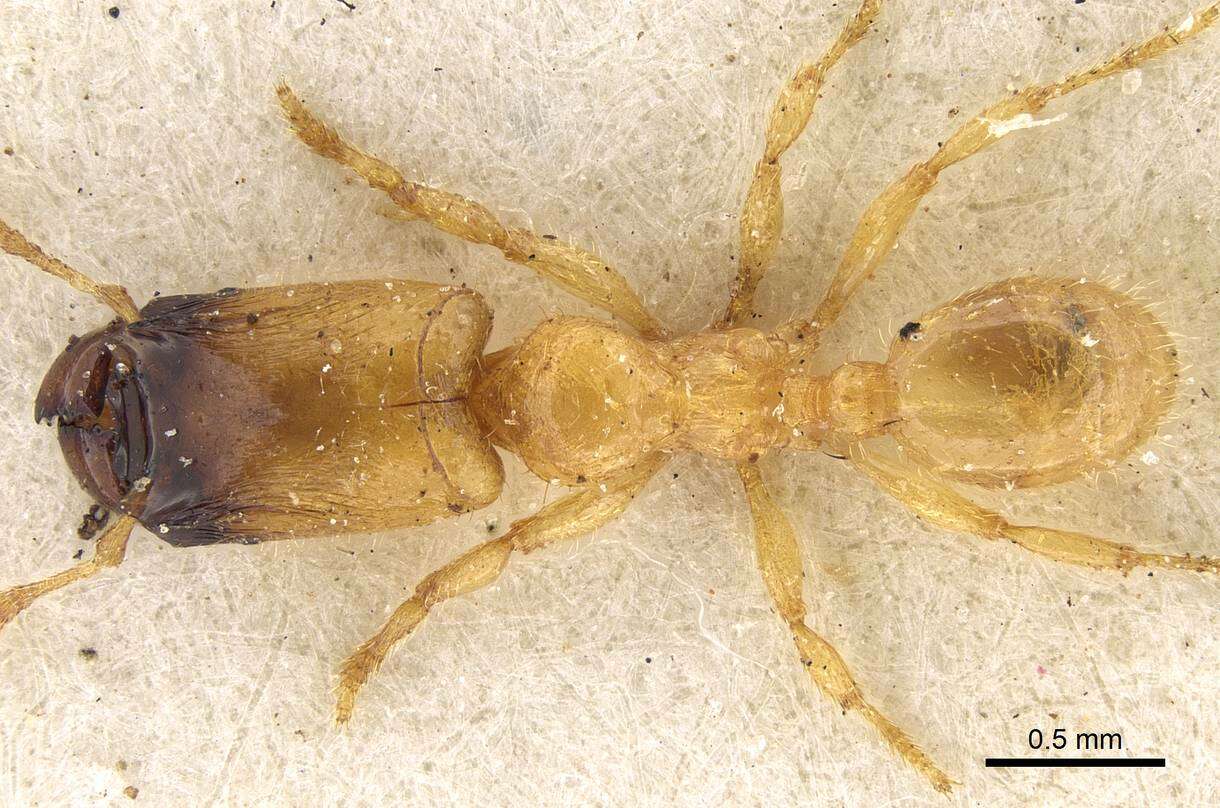 Image of <i>Pheidole longior</i>