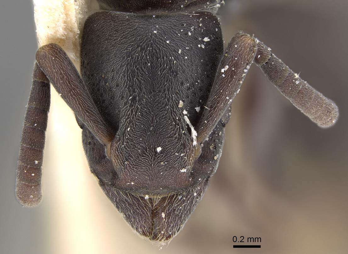 Image of Platythyrea sinuata (Roger 1860)