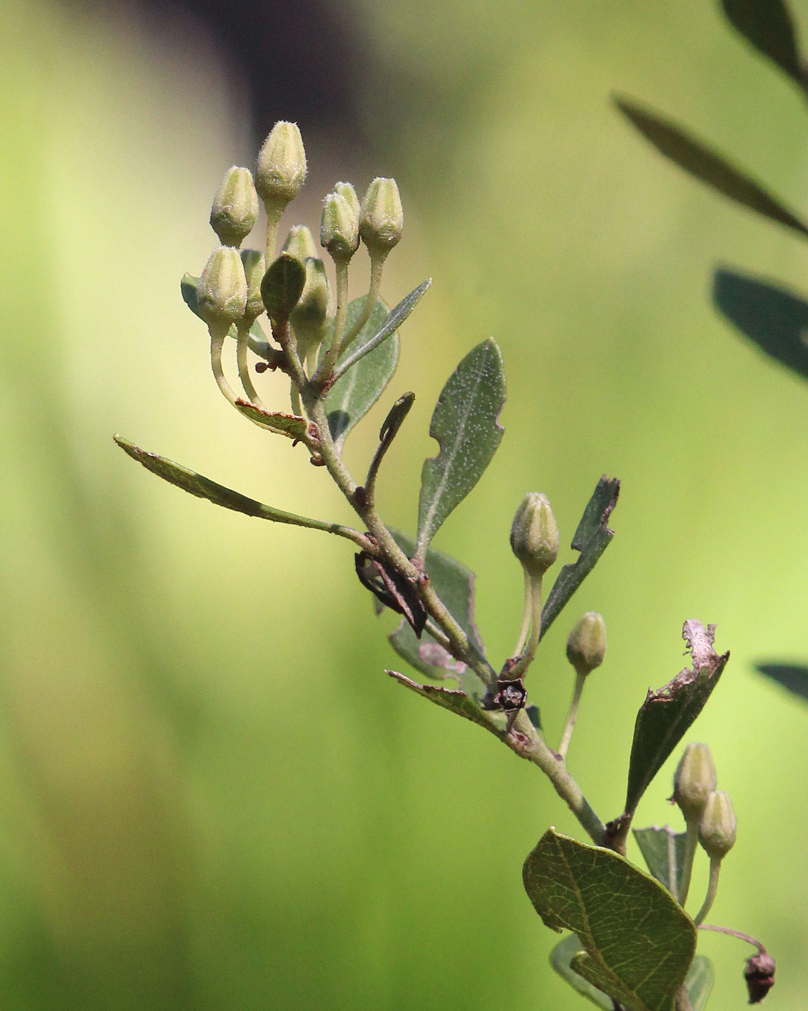 Image de Lyonia fruticosa (Michx.) G. S. Torr. ex B. L. Robins.