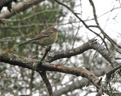 Image de Paruline des pins