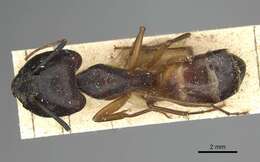 صورة Camponotus sanctus Forel 1904