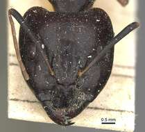 صورة Camponotus sanctus Forel 1904