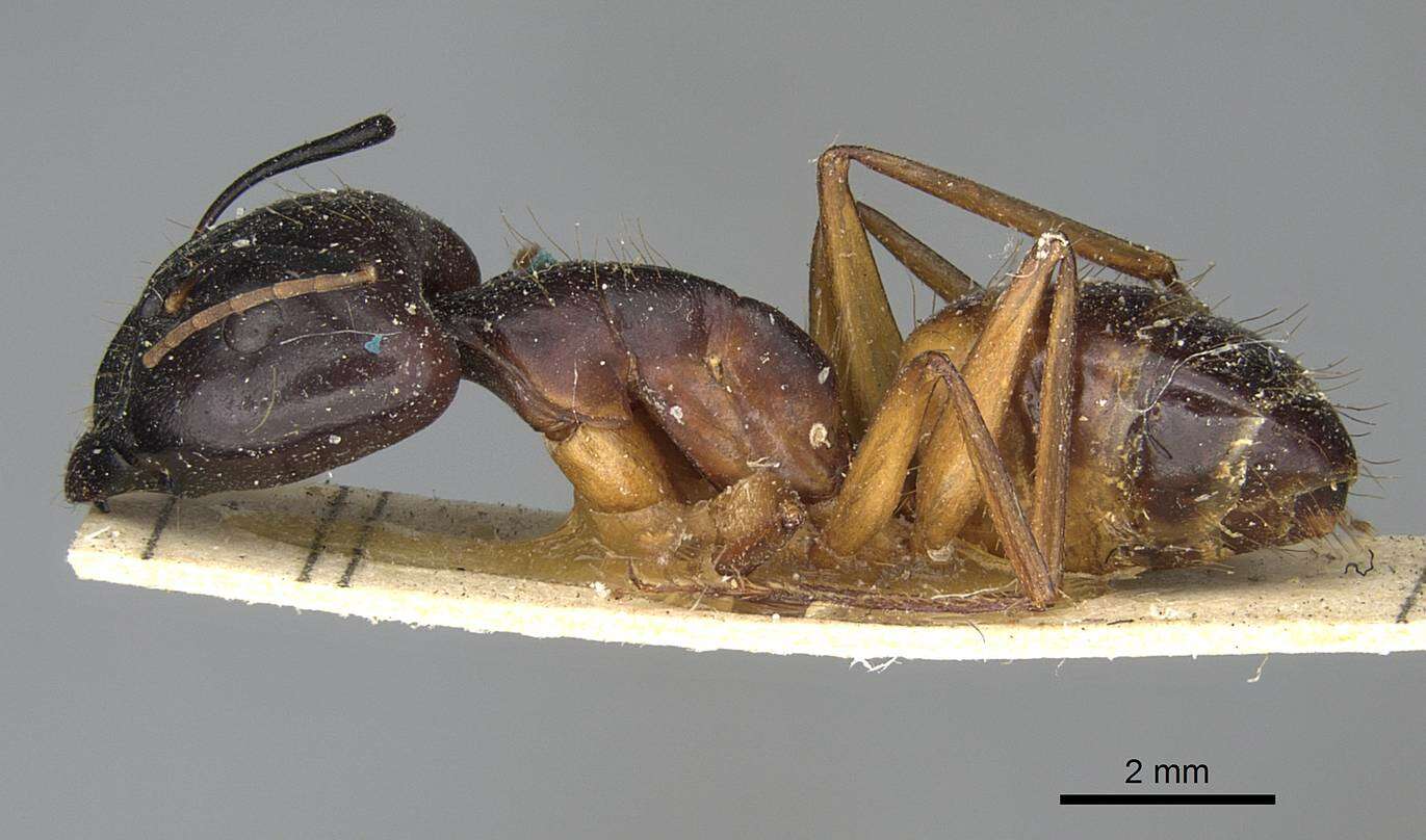 صورة Camponotus sanctus Forel 1904