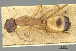 صورة Camponotus sanctus Forel 1904