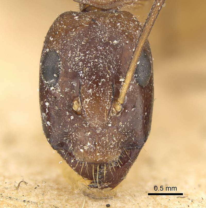 صورة Camponotus sanctus Forel 1904