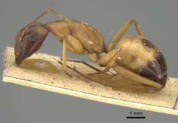 صورة Camponotus sanctus Forel 1904