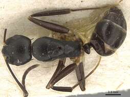 Image of Camponotus auriculatus Mayr 1897