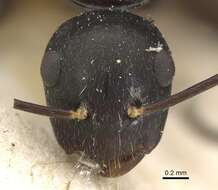 Image of Camponotus auriculatus Mayr 1897