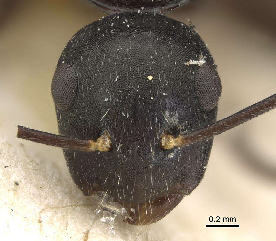 Image of Camponotus auriculatus Mayr 1897