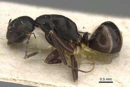 Image of Camponotus auriculatus Mayr 1897