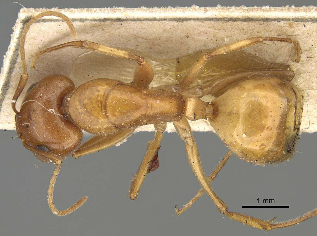 Image of Camponotus atlantis Forel 1890