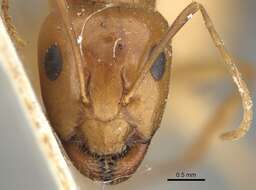 Image of Camponotus atlantis Forel 1890