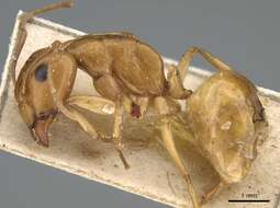 Image of Camponotus atlantis Forel 1890