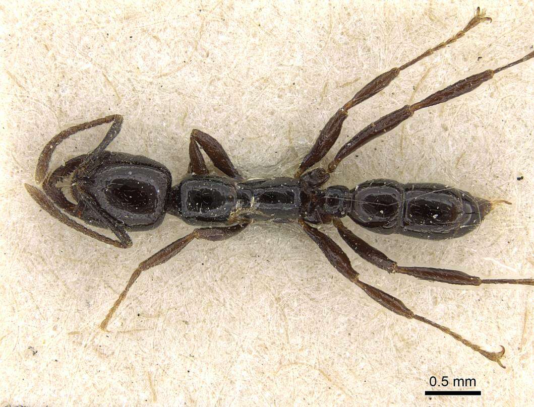 Onychomyrmex hedleyi Emery 1895的圖片