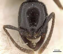 Onychomyrmex hedleyi Emery 1895的圖片