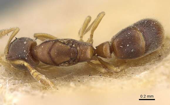 Image of Ponera tenuis (Emery 1900)