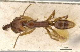 Слика од Anochetus madagascarensis Forel 1887