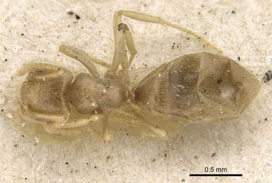 Image of Bothriomyrmex