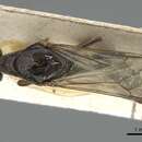 Image de Anonychomyrma longiceps (Forel 1907)