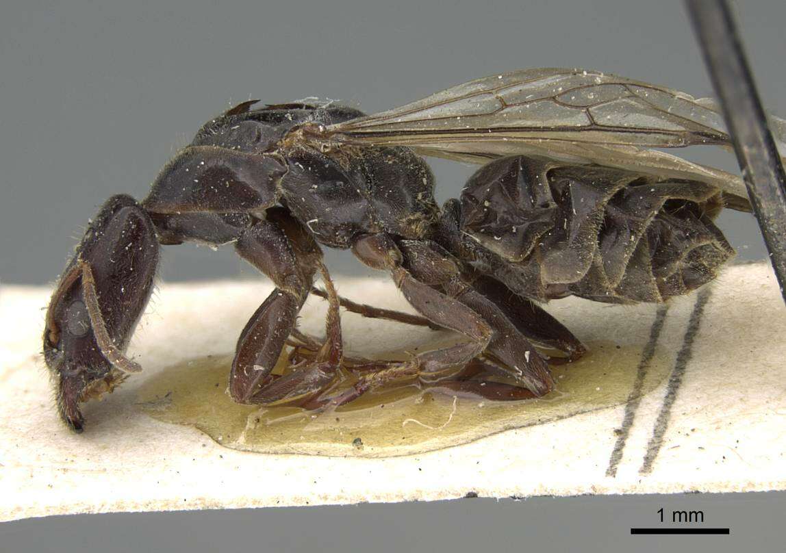 Image of Anonychomyrma longiceps (Forel 1907)
