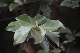 Image of Elaeagnus conferta Roxb.