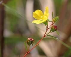 Image of Seaside Primrose-Willow