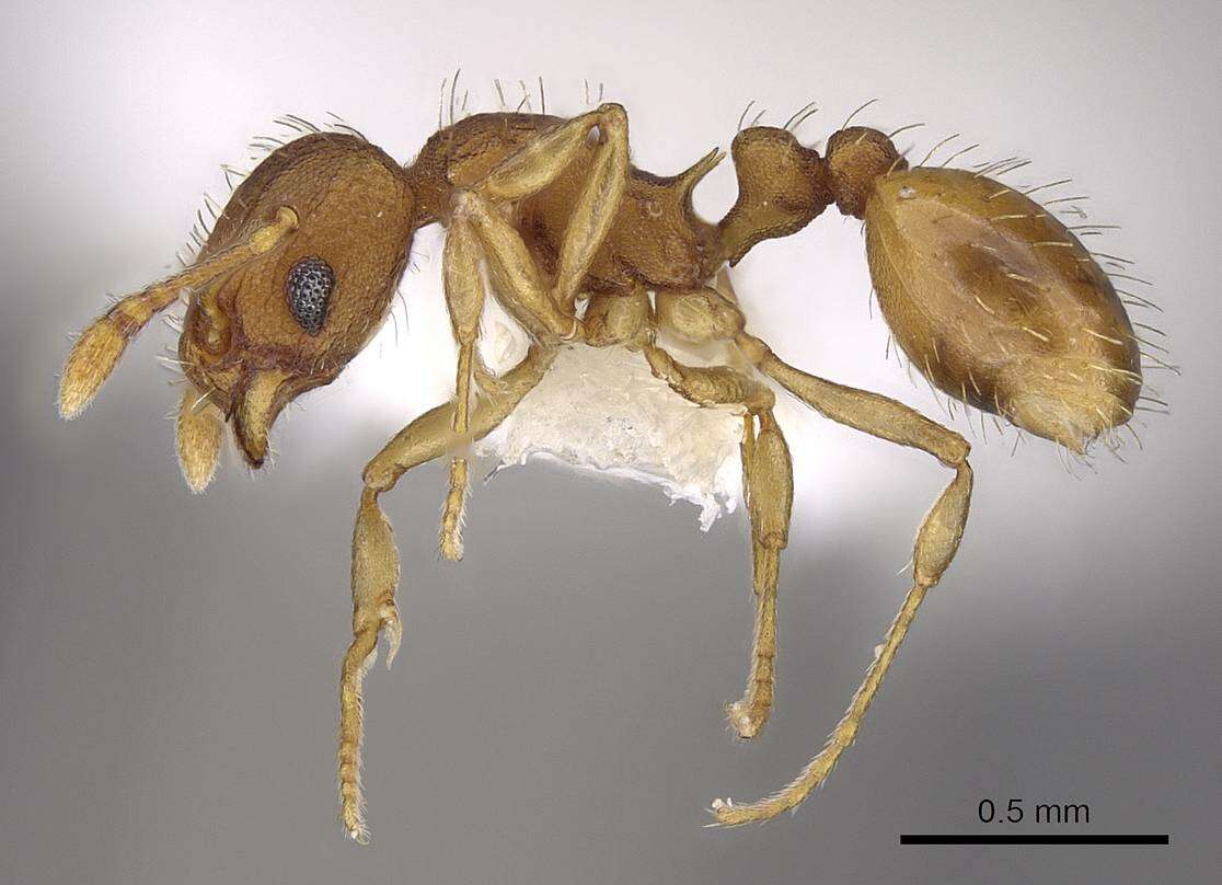 Image of Wasmannia sigmoidea (Mayr 1884)