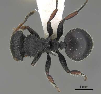 Image of Cataulacus guineensis Smith 1853