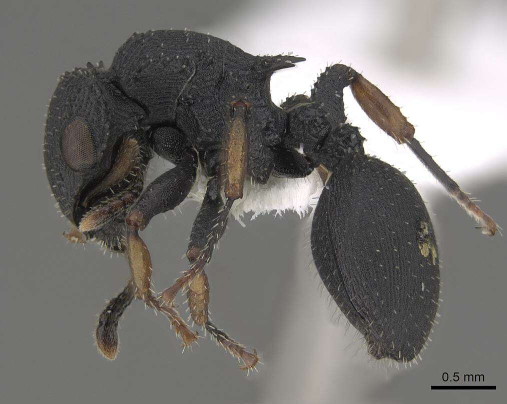 Image of Cataulacus taprobanae Smith 1853