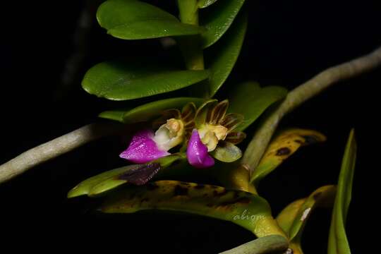 Image of Pelatantheria insectifera (Rchb. fil.) Ridl.