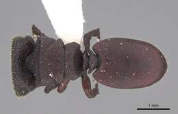 Image of Cephalotes pallens (Klug 1824)