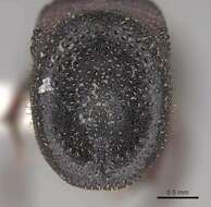 Image of Cephalotes pallens (Klug 1824)