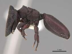 Image of Cephalotes pallens (Klug 1824)