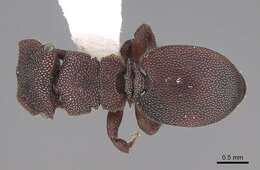 Image of Cephalotes pallens (Klug 1824)