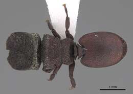 Cephalotes pallidus De Andrade 1999 resmi