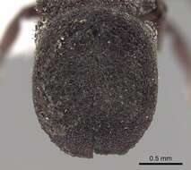 Cephalotes pallidus De Andrade 1999 resmi