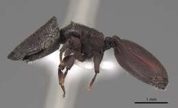 Cephalotes pallidus De Andrade 1999 resmi