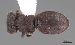 Cephalotes pallidus De Andrade 1999 resmi