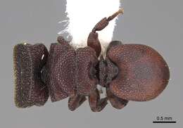 Cephalotes pallidoides De Andrade 1999 resmi