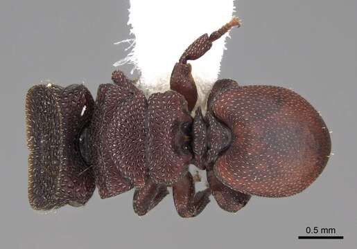 Cephalotes pallidoides De Andrade 1999 resmi