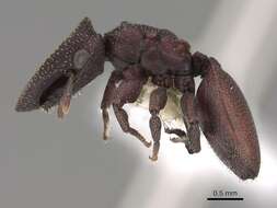 Cephalotes pallidoides De Andrade 1999 resmi