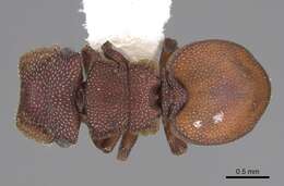 Cephalotes pallidoides De Andrade 1999 resmi