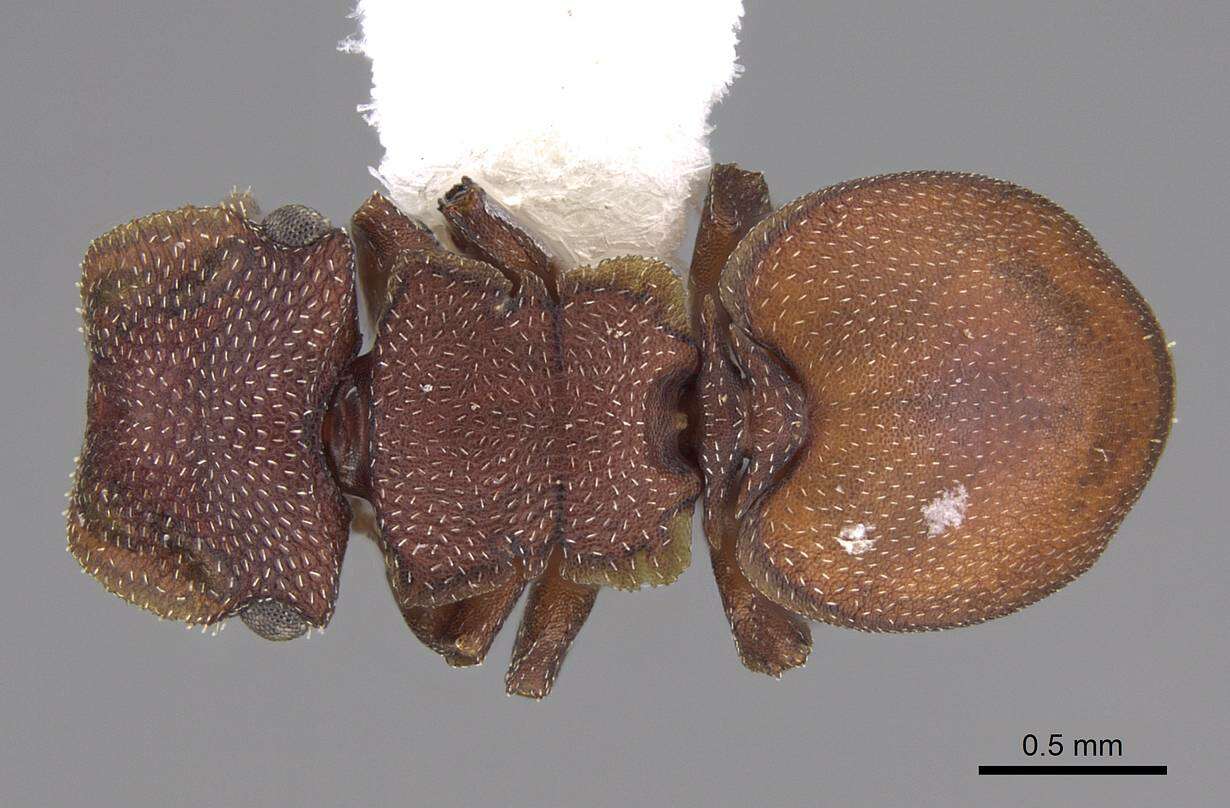 Image de Cephalotes pallidoides De Andrade 1999