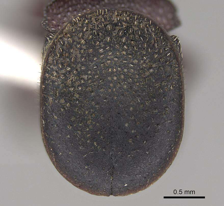 Cephalotes patellaris (Mayr 1866) resmi