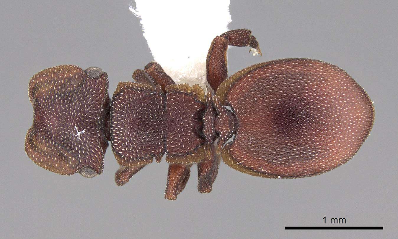 Cephalotes patellaris (Mayr 1866) resmi