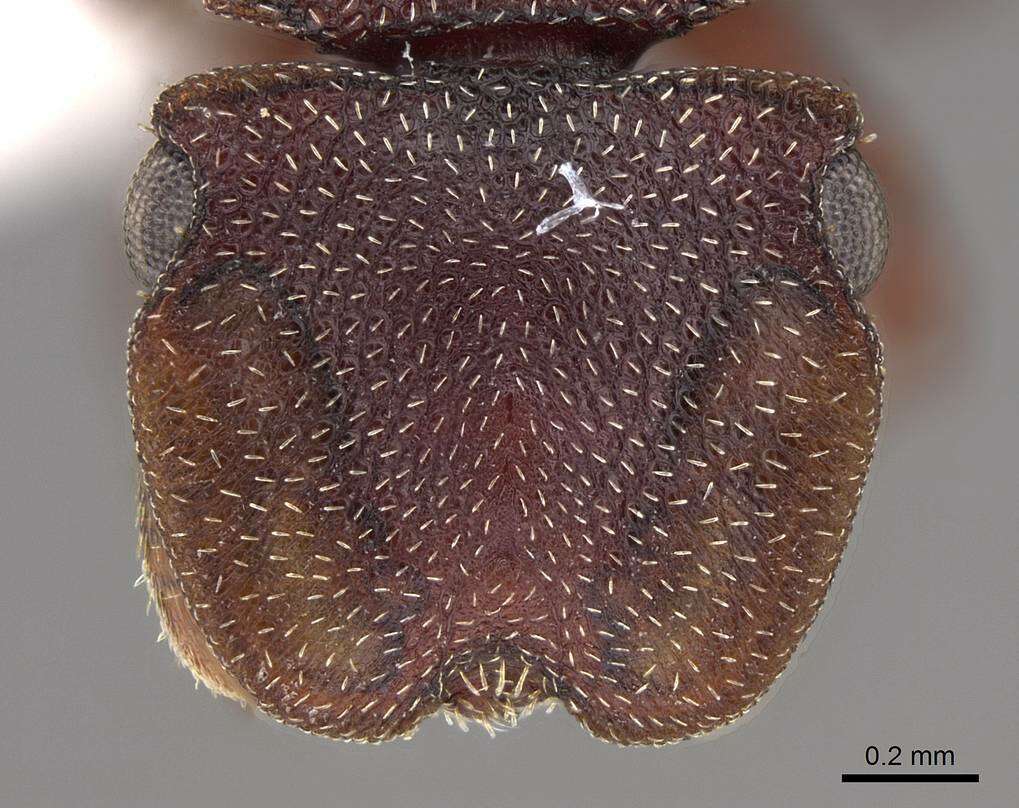 Cephalotes patellaris (Mayr 1866) resmi